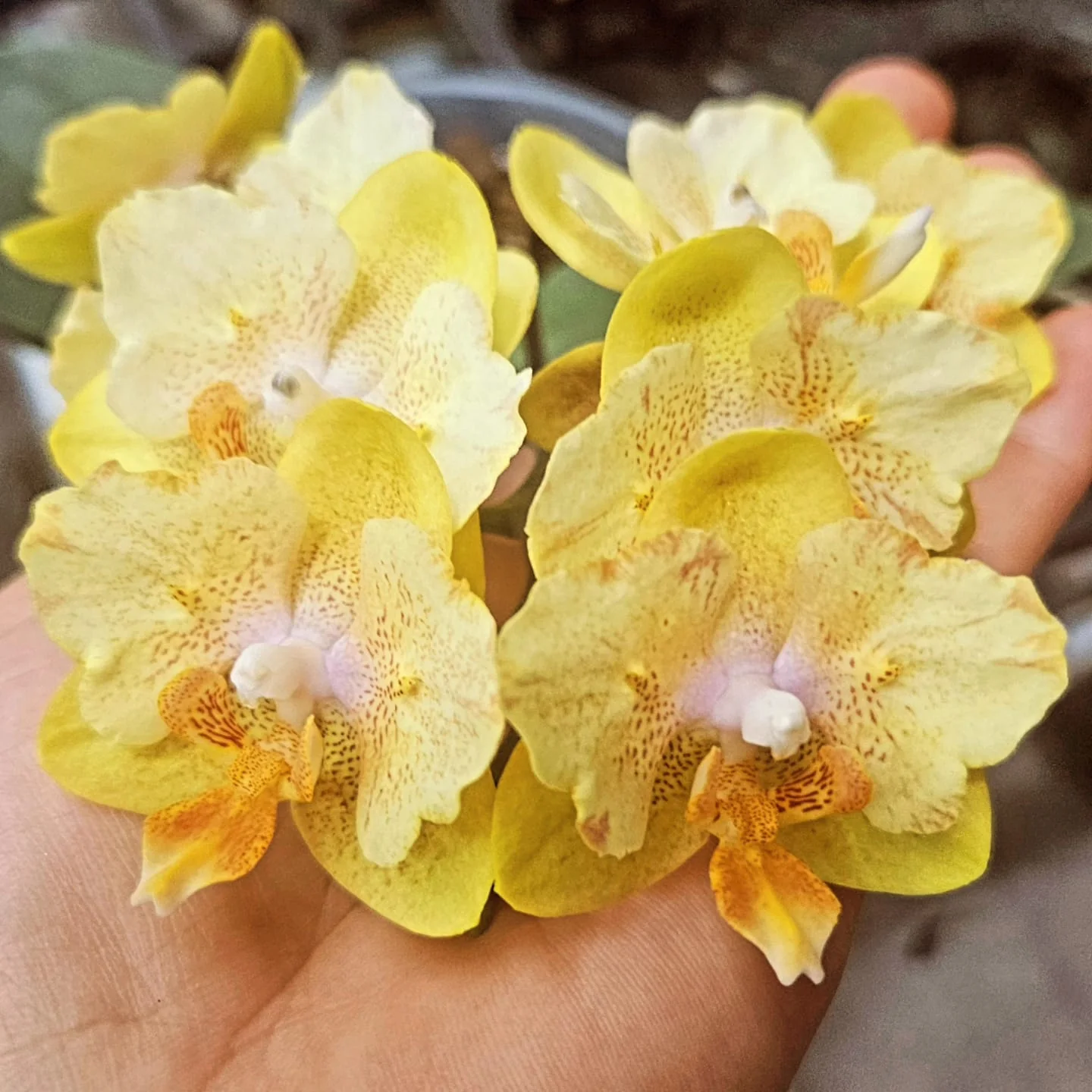Sarı Vanilya Dantel Özel Form Phalaenopsis