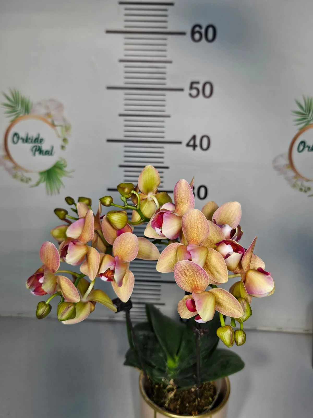 Şeftali Mini Multiflora Phalaenopsis – Bol Tomurcuklu