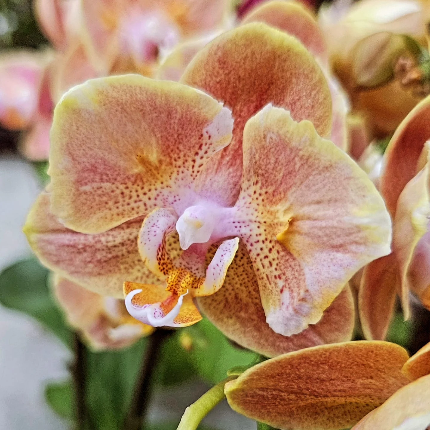 Şeftali Sarı Blush Phalaenopsis – Özel Seri