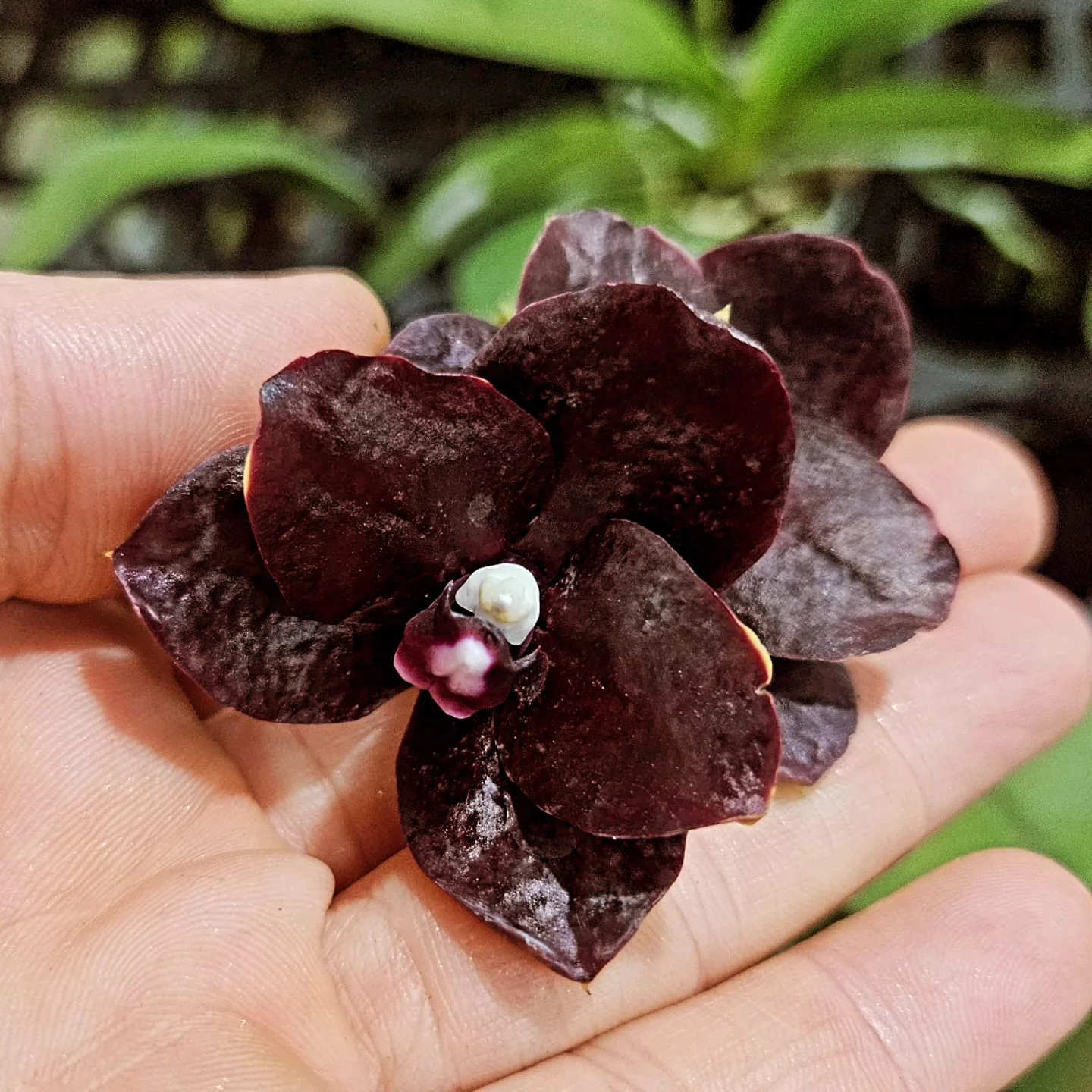 Siyaha Yakın Bordo Mini Phalaenopsis – Koyu Seri