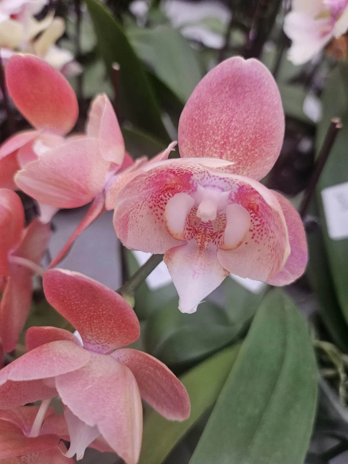 Somon Pembe Pudra Phalaenopsis – Pastel Seri