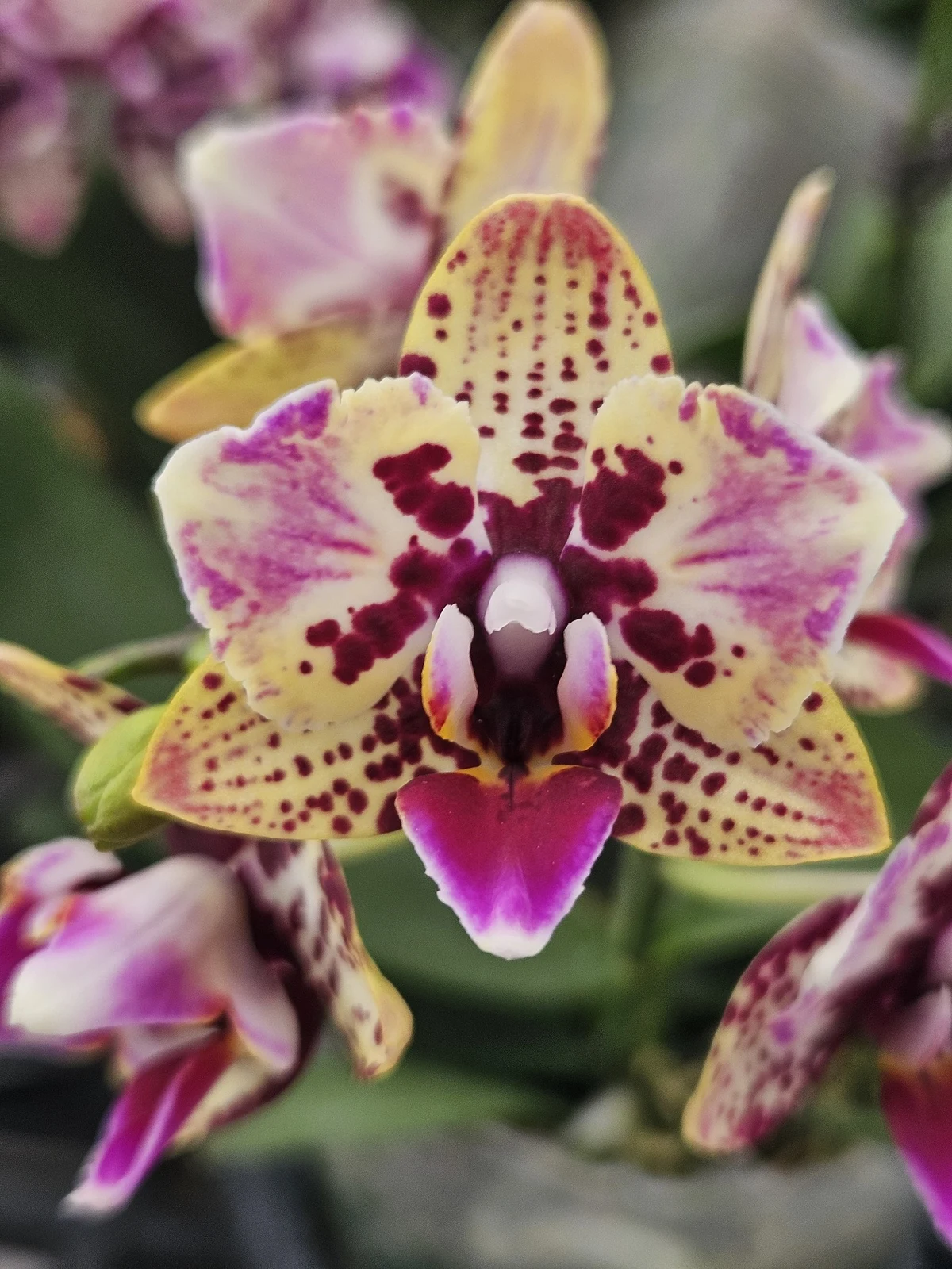 Vanilya Mor Benekli Harlequin Phalaenopsis