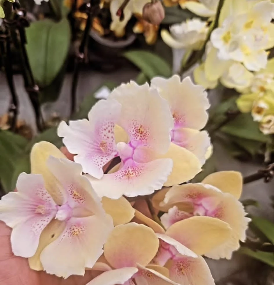 Vanilla powder pink butterfly  orkide – Zarif Seri