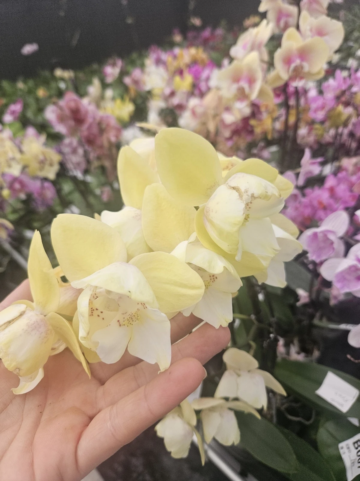 Gilded primrose butterfly  orkide– Özel seri