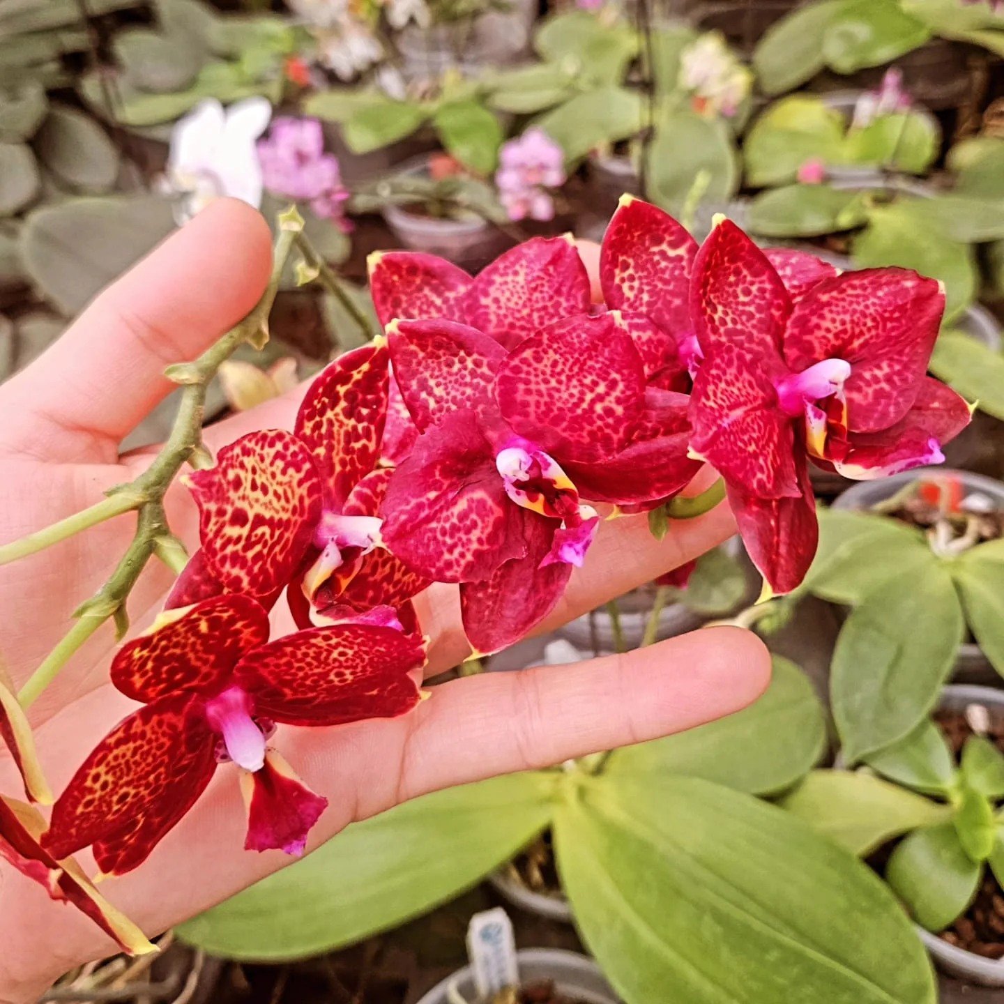 Yakut Kırmızı Benekli Mini Phalaenopsis – Ateş Seri